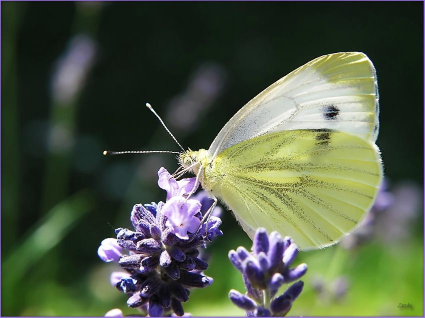 Papillon Pieride Du Chou 2009 3