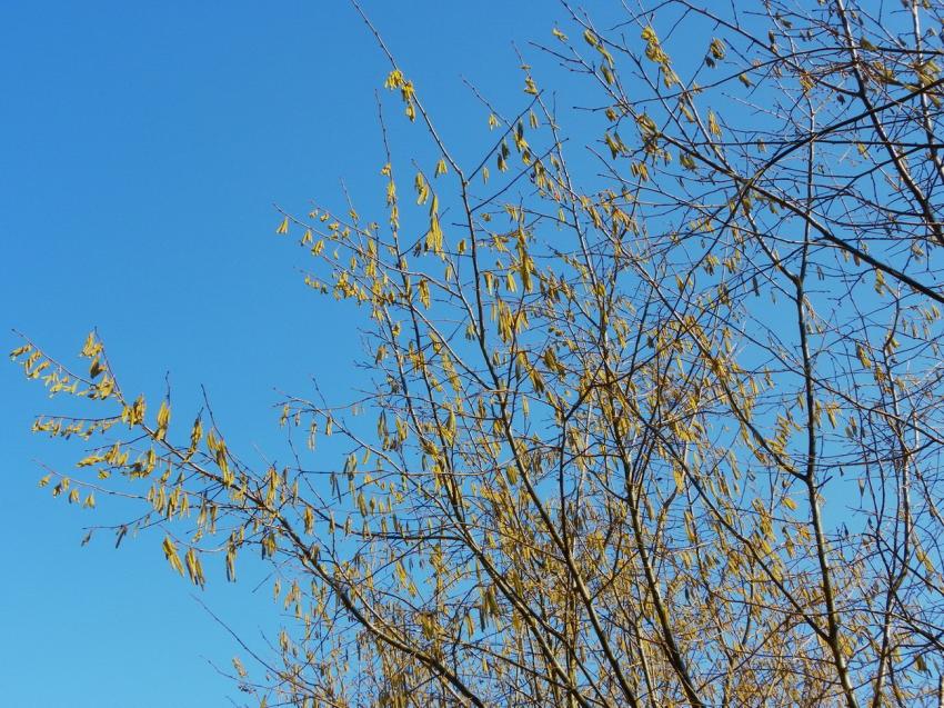 1000 petites grappes d'or