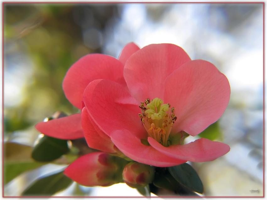 Fleur Cognassier Du Japon 29310