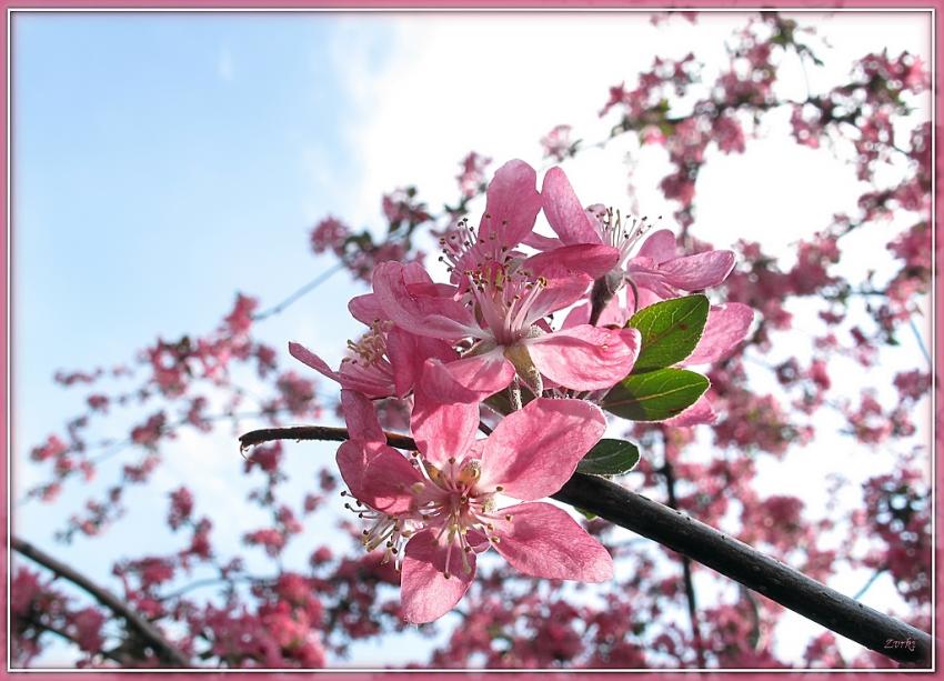 Arbre fleurs 12410 2
