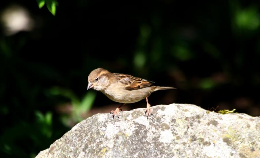 Un rayon de soleil sur la pierre.