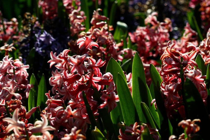 Quelques fleurs ( ? ) du zoo (3)