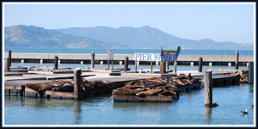 Otaries sur le Pier 39