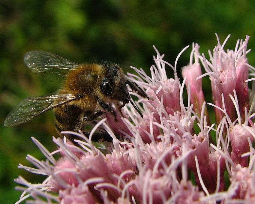 Eupatoire a feuilles de chanvre 