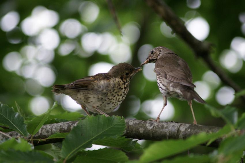Oiseaux de nos jardins