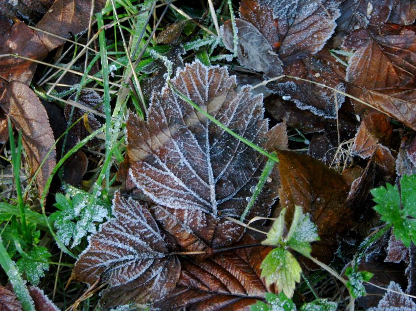 Feuilles givres