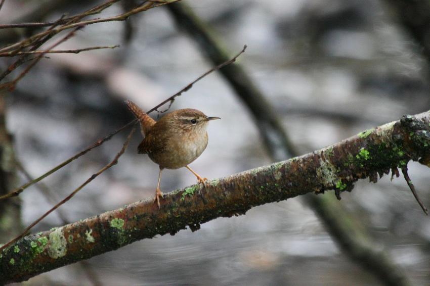 Le Troglodyte mignon du 