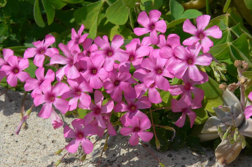 Fleurs d'oxalis
