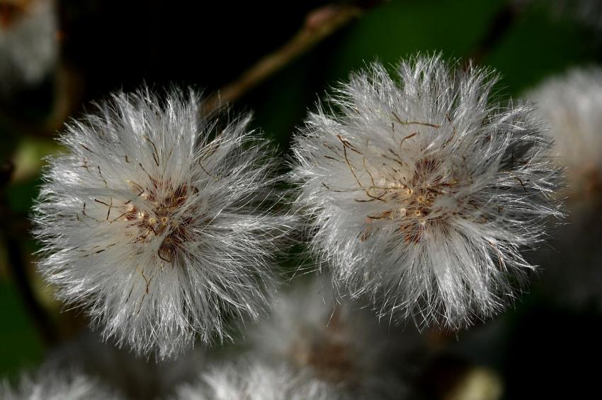Du duvet, cette plante-l !