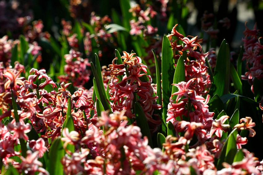 Quelques fleurs ( ? ) du zoo (4)