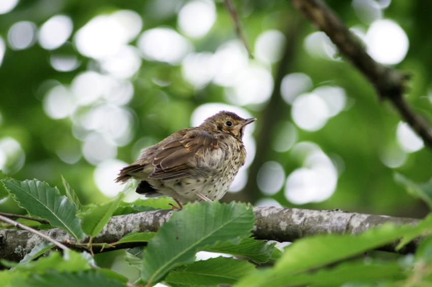 Oiseaux de nos jardins