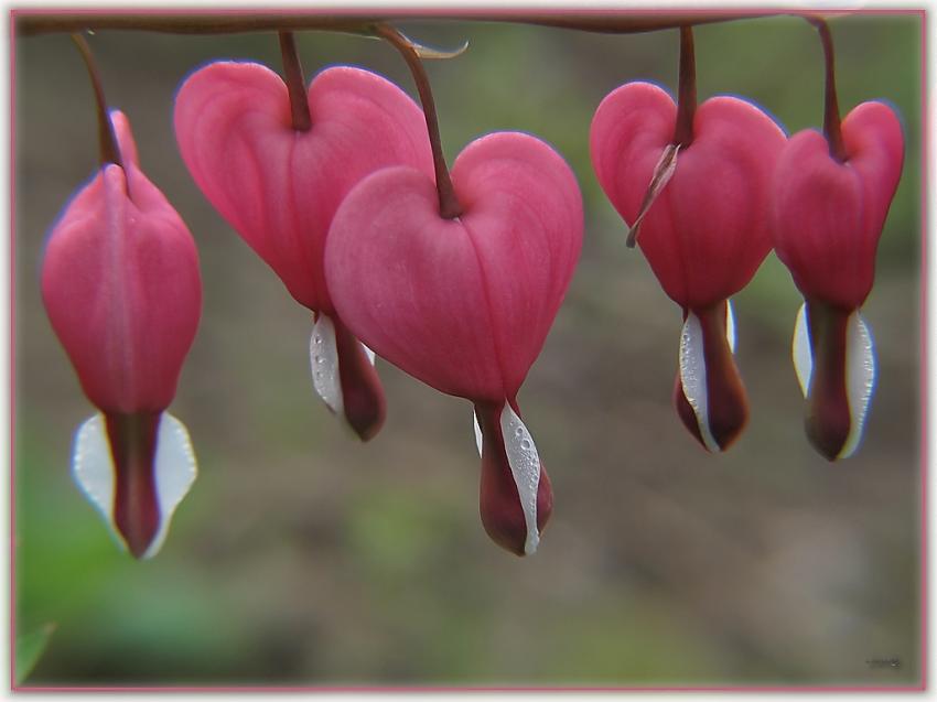 Coeur de Marie 16410