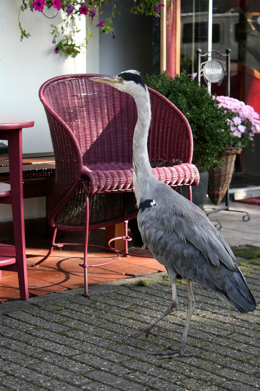 Amsterdam (152) Le hron et l'htel (2)