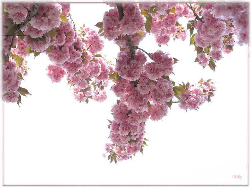 Arbre fleurs 21410 2