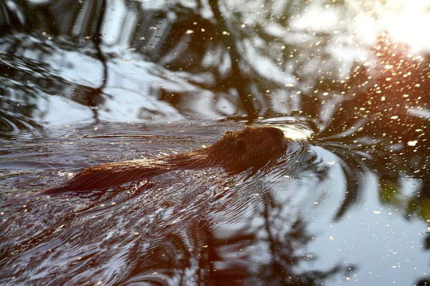 Reflets d'or sur le ragondin
