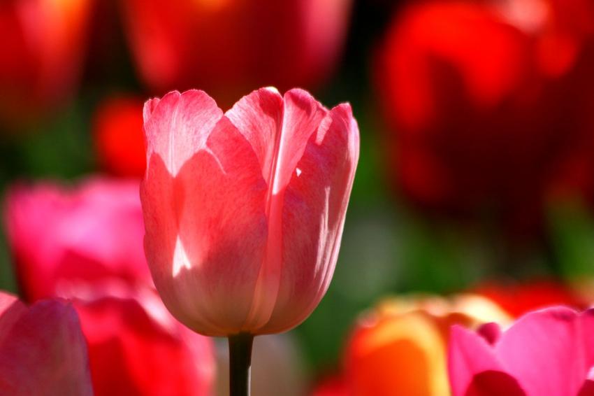 Les tulipes du zoo(18) A nouveau une rouge