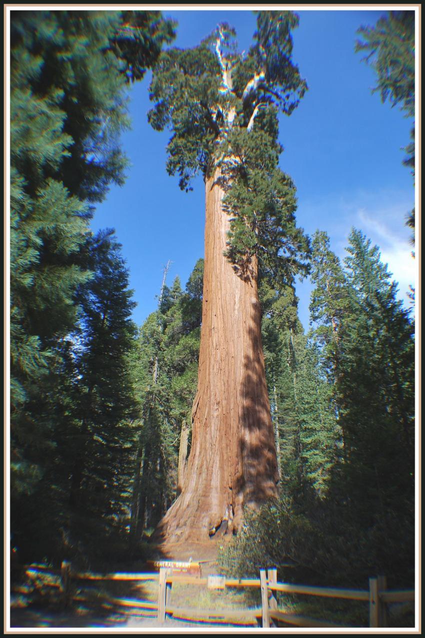 Le Gnral Grandt (Squoia gant)