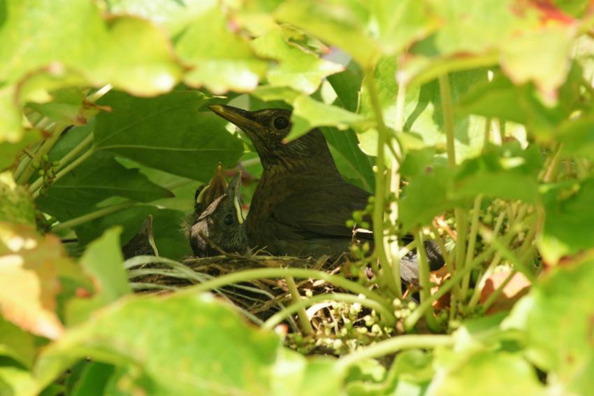 Oiseaux de nos jardins