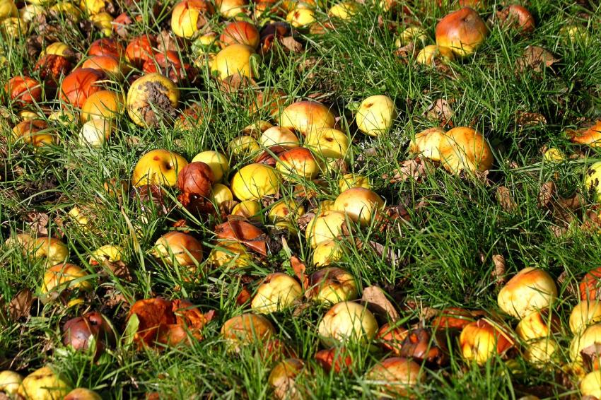 Au sol depuis leurs chutes.