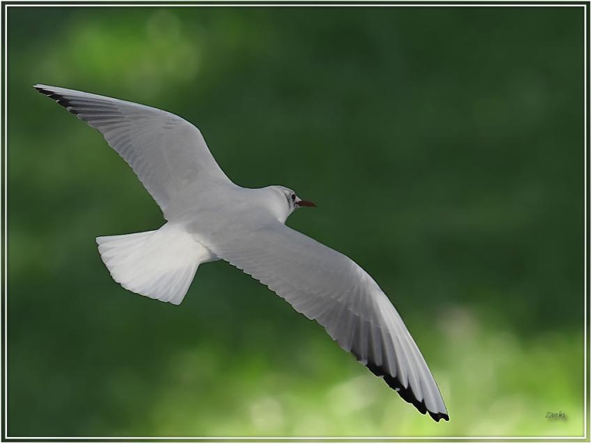 Mouette 9210