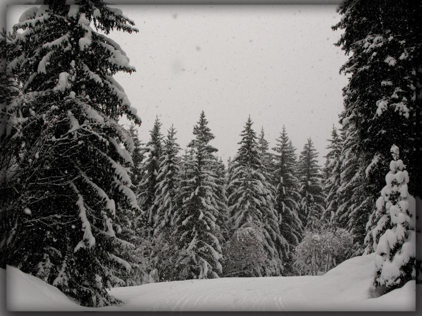 Sapins sous la neige