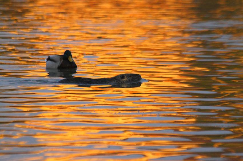 Fin de journe sur l'Ill (3)