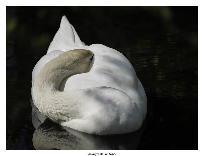 Cygne