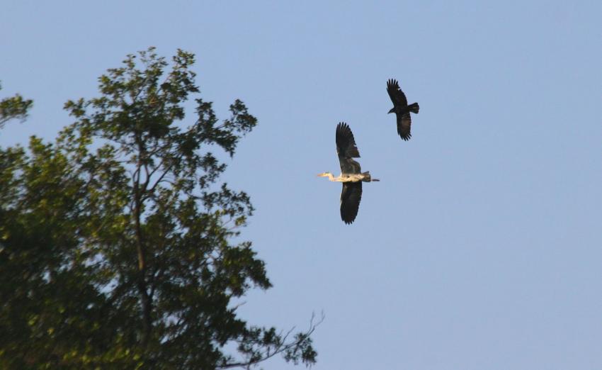Le corbeau chasse le hron