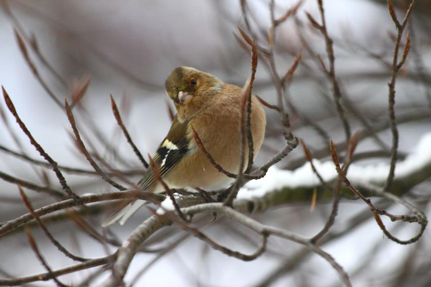 Des oiseaux pour mon 