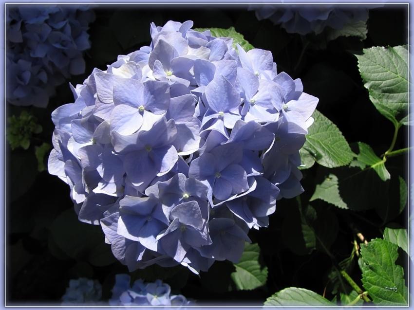 Hortensia 2009 3