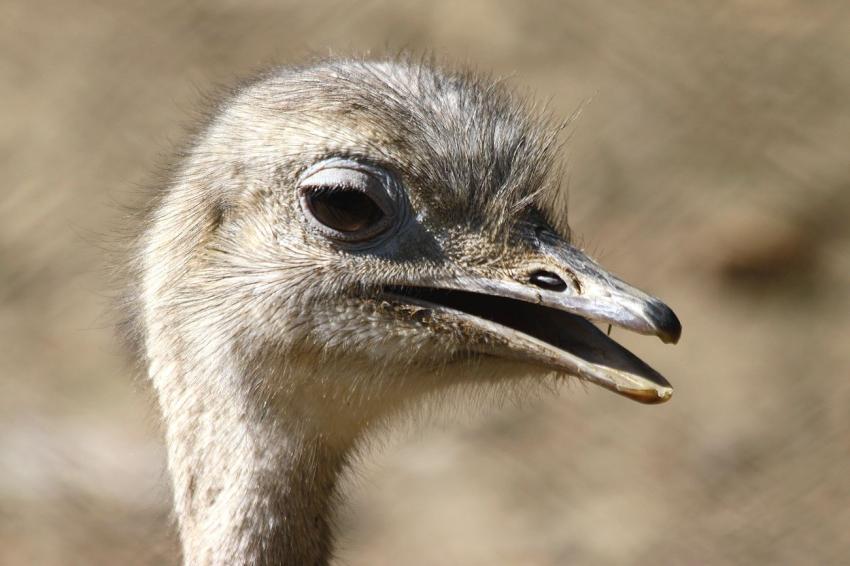 On compte les poils de ma tte ?