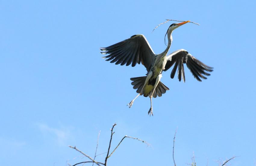 Est-ce que cette branchette ira ?