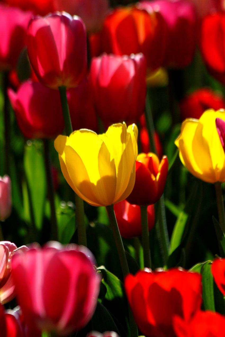 Les tulipes du zoo(12) Tiens... Un peu de jaune.