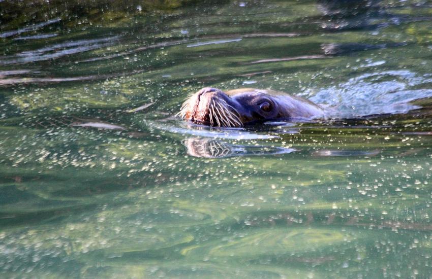 La grosse otarie du zoo (2)