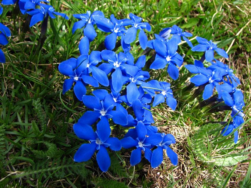 Gentianes printanires