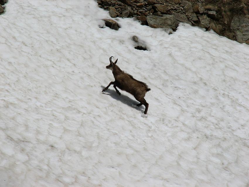 Chamois sur un nv