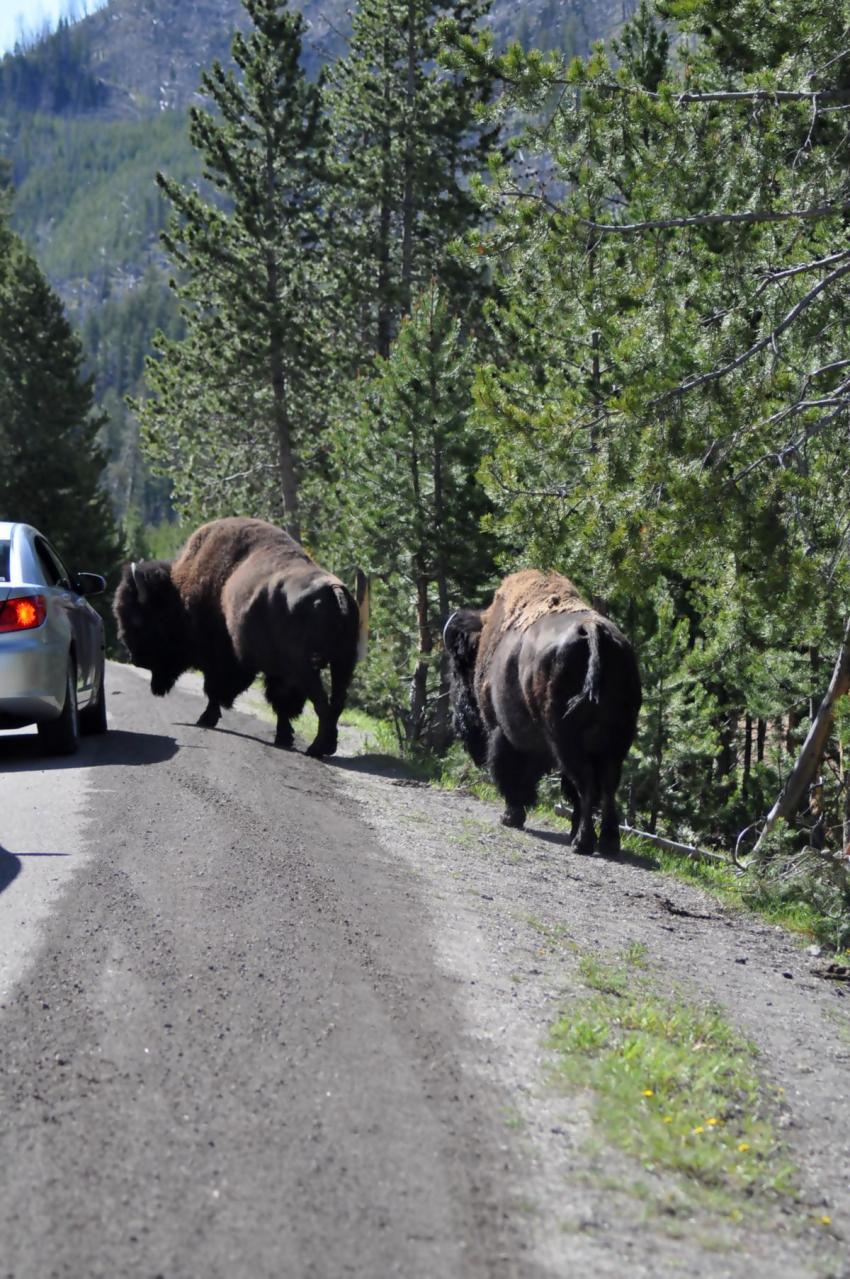 Drle d'odeur ces humains...
