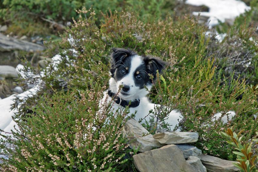 Neige  Azet ( Hautes Pyrnes)