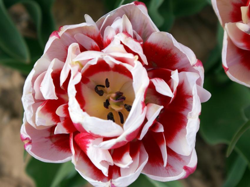 un coeur pour mes nouveaux amis de Foupix