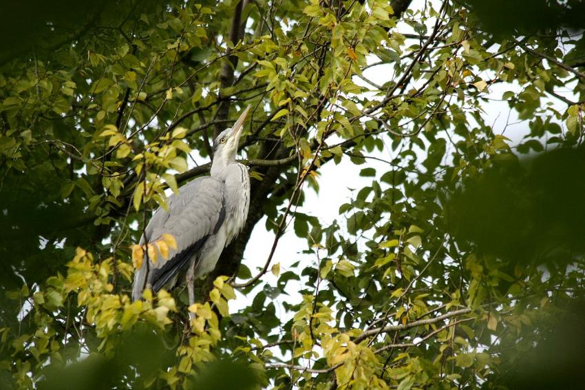 Amsterdam (105) Le hron du parc... (2)