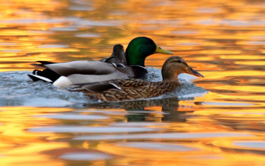 Fin de journe sur l'Ill (2)