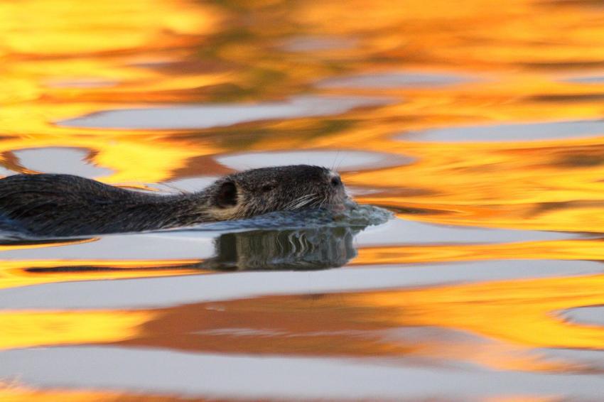 Fin de journe sur l'Ill (4)