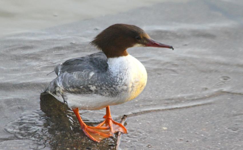 La femelle Harle bivre tmraire