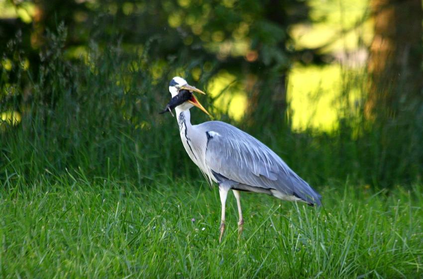 La srie : Le hron et la taupe (5)