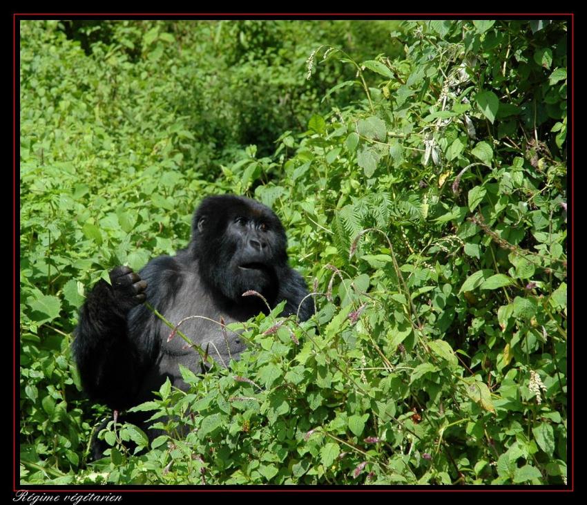 Je voulais vous dire - Rgime vgtarien