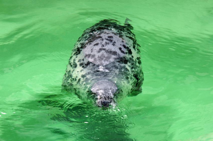 Phoques gris (Muse de la mer  Biarritz)