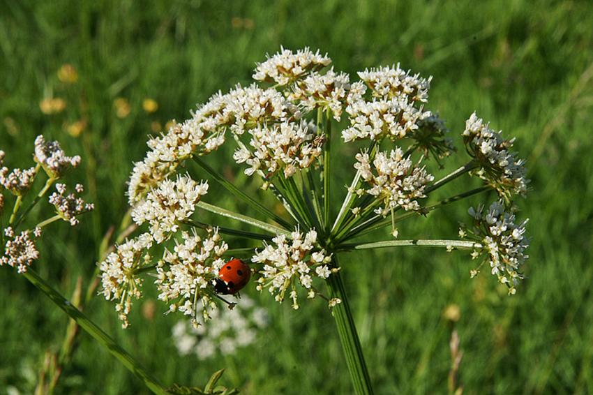 En longeant la Leyre