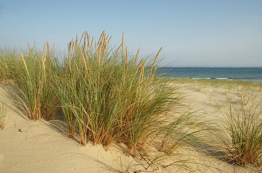 Escale au Banc d'Arguin