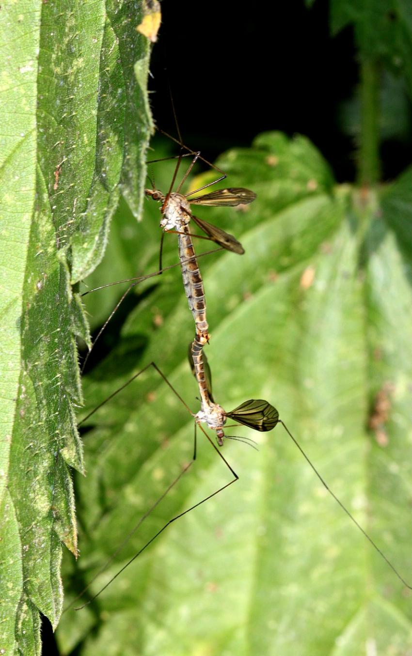 Accouplement de Tipules du chou