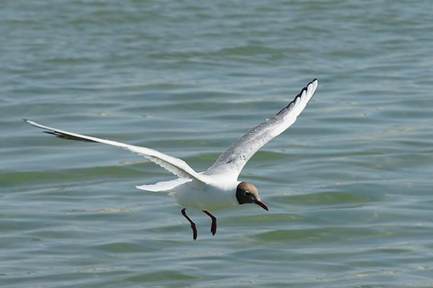 Escale au Banc d'Arguin